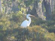 Egret perched in a tree