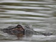 Alligator eyes above water