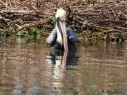 Pelican drinking water