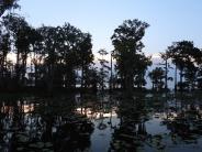 Bayou landscape picture with blue and white sky