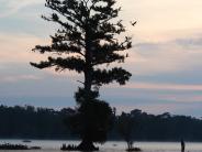 Beginning of sunset, light blue and orange sky, with tree in the river