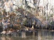 Moss flowing on trees above the river