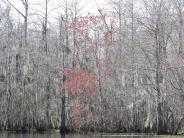 Pop of color in the bayou