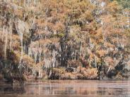 Moss flowing in the trees above water