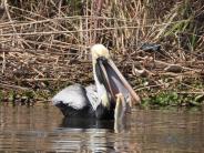 Pelican enjoying dinner in the water