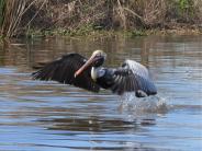 Pelican flying above the water looking for dinner