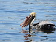 Pelican enjoying dinner in the water