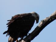 Perched Eagle