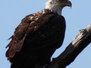 Perched Eagle