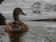 Duck in water