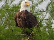Eagle perched on Evergreen tree