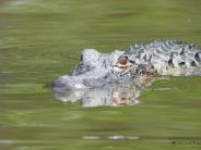 Alligator in the water