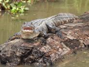 Aligator on stump with mouth open