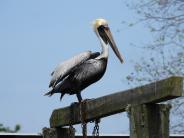 Perched Pelican on railing