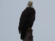 Perched eagle on stump