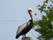 Perched pelican on stump