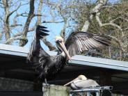 Pelican perched on a porch with spread wings